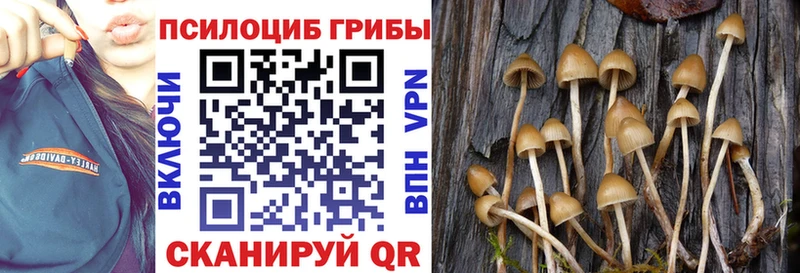 Псилоцибиновые грибы Psilocybe  Купить закладки  Кизел 